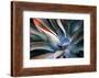 The Colors in Leaves-Robin Wechsler-Framed Photographic Print