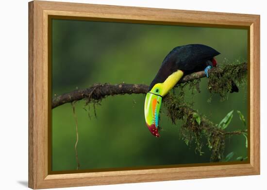 The Colors of Costa Rica-Fabio Ferretto-Framed Premier Image Canvas