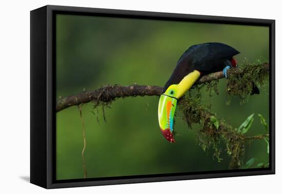 The Colors of Costa Rica-Fabio Ferretto-Framed Premier Image Canvas