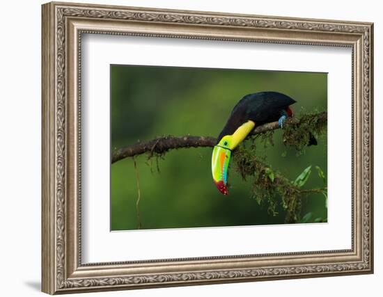 The Colors of Costa Rica-Fabio Ferretto-Framed Photographic Print