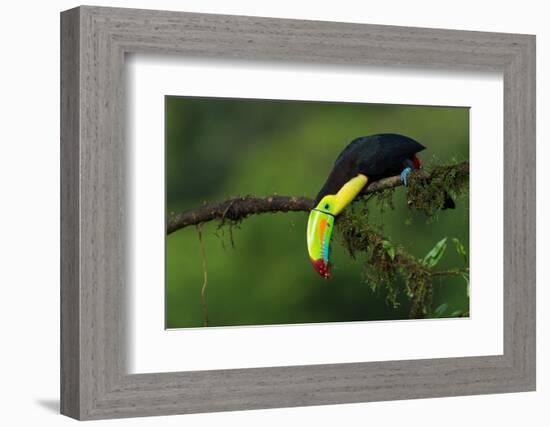The Colors of Costa Rica-Fabio Ferretto-Framed Photographic Print