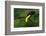 The Colors of Costa Rica-Fabio Ferretto-Framed Photographic Print