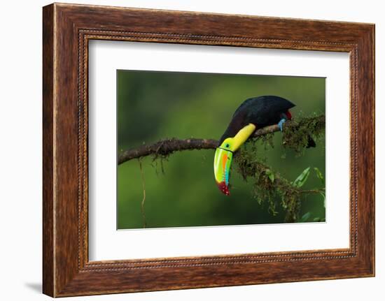 The Colors of Costa Rica-Fabio Ferretto-Framed Photographic Print