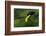 The Colors of Costa Rica-Fabio Ferretto-Framed Photographic Print