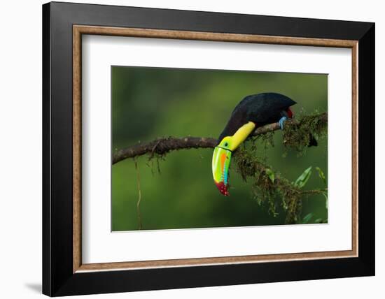 The Colors of Costa Rica-Fabio Ferretto-Framed Photographic Print