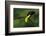 The Colors of Costa Rica-Fabio Ferretto-Framed Photographic Print