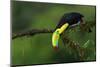 The Colors of Costa Rica-Fabio Ferretto-Mounted Photographic Print