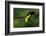 The Colors of Costa Rica-Fabio Ferretto-Framed Photographic Print