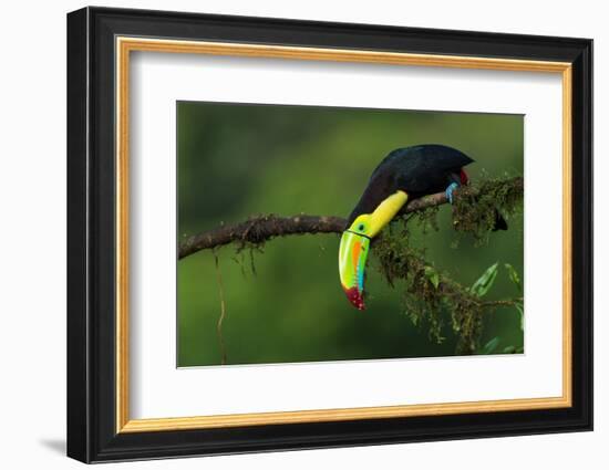 The Colors of Costa Rica-Fabio Ferretto-Framed Photographic Print