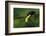 The Colors of Costa Rica-Fabio Ferretto-Framed Photographic Print