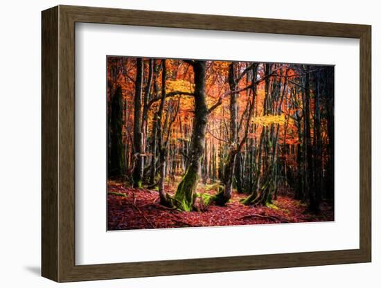 The Colors of the Woods-Philippe Sainte-Laudy-Framed Photographic Print