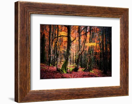 The Colors of the Woods-Philippe Sainte-Laudy-Framed Photographic Print