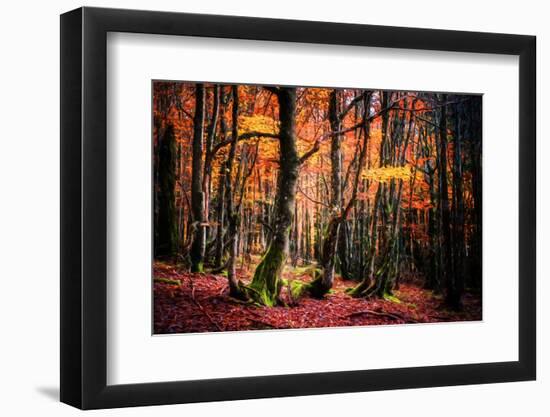 The Colors of the Woods-Philippe Sainte-Laudy-Framed Photographic Print