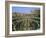 The Colosseum, Rome, Lazio, Italy, Europe-Julia Thorne-Framed Photographic Print