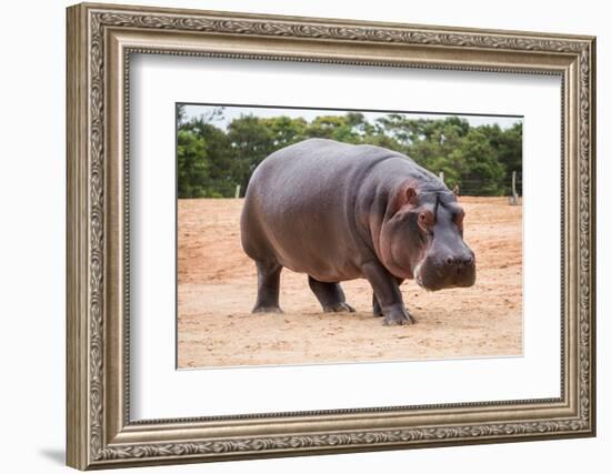 The Common Hippopotamus, Hippopotamus Amphibius, or Hippo, is a Large, Mostly Herbivorous, Semiaqua-Nils Versemann-Framed Photographic Print