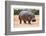 The Common Hippopotamus, Hippopotamus Amphibius, or Hippo, is a Large, Mostly Herbivorous, Semiaqua-Nils Versemann-Framed Photographic Print