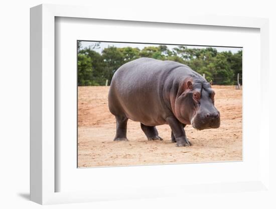 The Common Hippopotamus, Hippopotamus Amphibius, or Hippo, is a Large, Mostly Herbivorous, Semiaqua-Nils Versemann-Framed Photographic Print