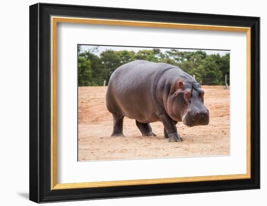 The Common Hippopotamus, Hippopotamus Amphibius, or Hippo, is a Large, Mostly Herbivorous, Semiaqua-Nils Versemann-Framed Photographic Print