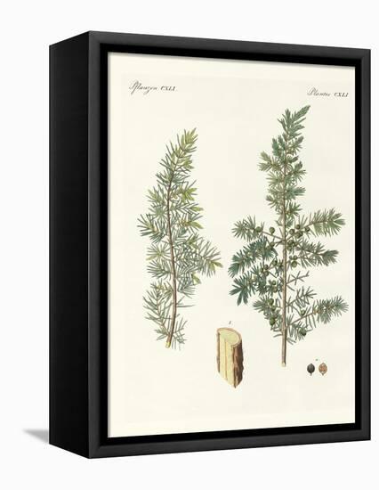 The Common Juniper-null-Framed Premier Image Canvas