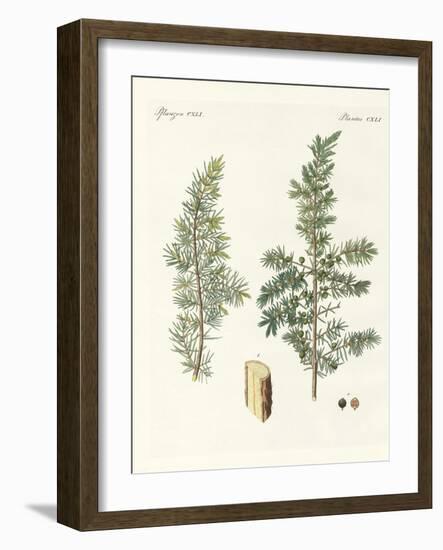 The Common Juniper-null-Framed Giclee Print