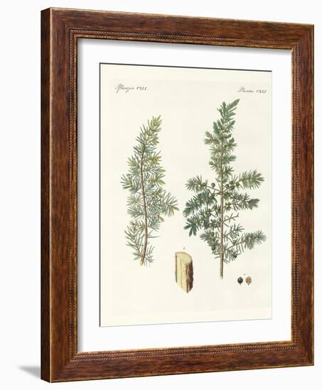 The Common Juniper-null-Framed Giclee Print