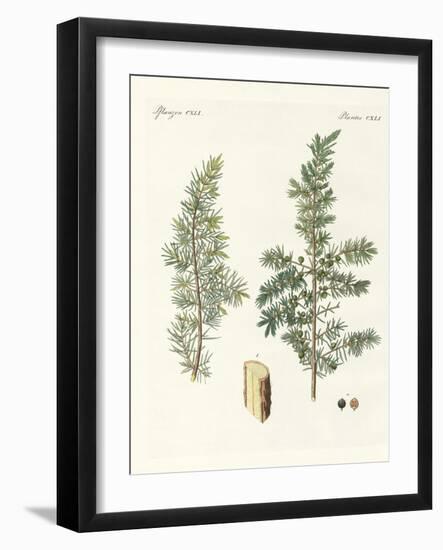 The Common Juniper-null-Framed Giclee Print