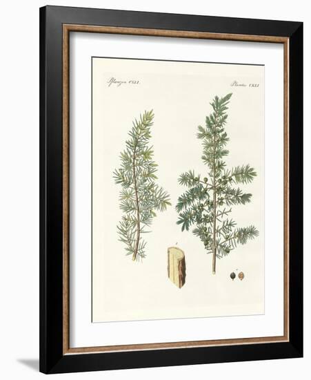 The Common Juniper-null-Framed Giclee Print