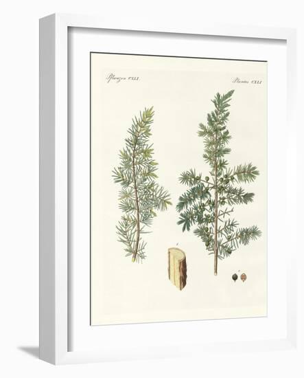 The Common Juniper-null-Framed Giclee Print