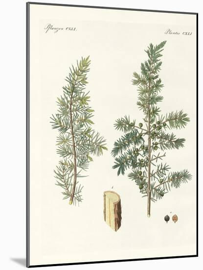 The Common Juniper-null-Mounted Giclee Print
