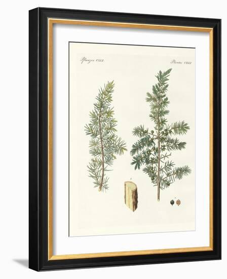 The Common Juniper-null-Framed Giclee Print