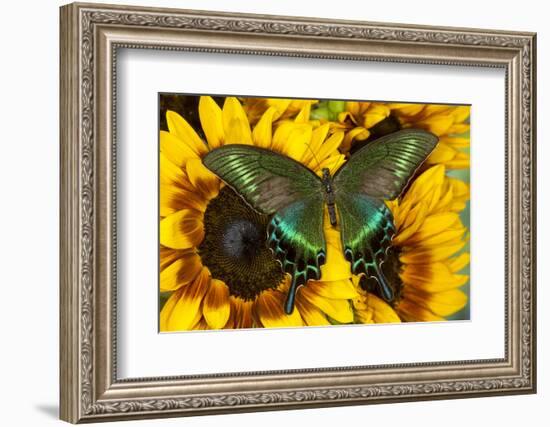 The Common Peacock Swallowtail Butterfly, Papilio Bianor-Darrell Gulin-Framed Photographic Print