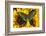 The Common Peacock Swallowtail Butterfly, Papilio Bianor-Darrell Gulin-Framed Photographic Print