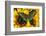 The Common Peacock Swallowtail Butterfly, Papilio Bianor-Darrell Gulin-Framed Photographic Print