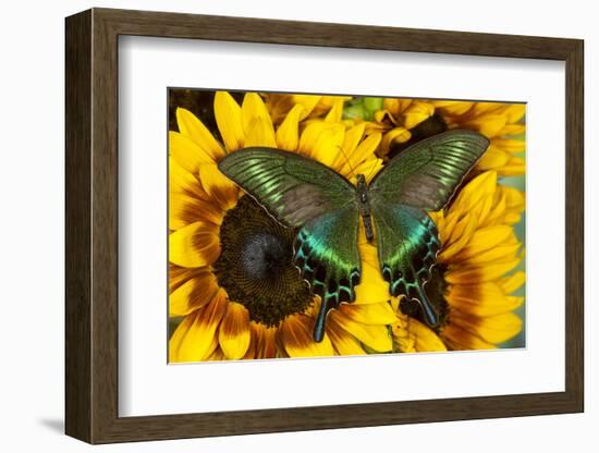 The Common Peacock Swallowtail Butterfly, Papilio Bianor-Darrell Gulin-Framed Photographic Print