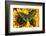 The Common Peacock Swallowtail Butterfly, Papilio Bianor-Darrell Gulin-Framed Photographic Print