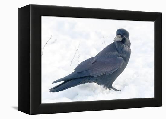 The common raven is a large all-black passerine bird found across the Northern Hemisphere.-Richard Wright-Framed Premier Image Canvas