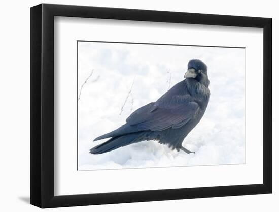 The common raven is a large all-black passerine bird found across the Northern Hemisphere.-Richard Wright-Framed Photographic Print