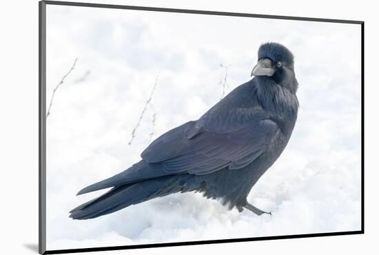 The common raven is a large all-black passerine bird found across the Northern Hemisphere.-Richard Wright-Mounted Photographic Print