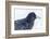 The common raven is a large all-black passerine bird found across the Northern Hemisphere.-Richard Wright-Framed Photographic Print