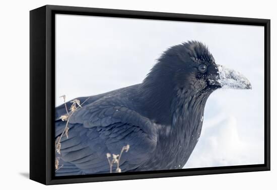 The common raven is a large all-black passerine bird found across the Northern Hemisphere.-Richard Wright-Framed Premier Image Canvas