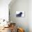 The common raven is a large all-black passerine bird found across the Northern Hemisphere.-Richard Wright-Photographic Print displayed on a wall