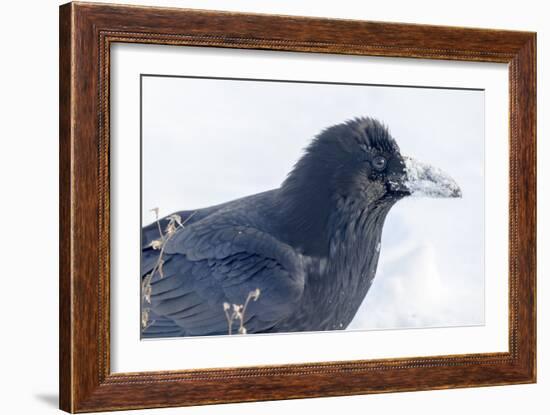 The common raven is a large all-black passerine bird found across the Northern Hemisphere.-Richard Wright-Framed Photographic Print