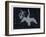 The Constellation of Cygnus, a Flying Swan, and Lyra, That of an Ancient Greek Lyre-Charles F. Bunt-Framed Art Print