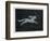 The Constellation of Monoceros, a Unicorn, and Canis Minor, a Small Dog-Charles F. Bunt-Framed Photographic Print