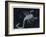 The Constellation of Scorpio, the Scorpion-null-Framed Art Print