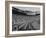 The Convocation of Students Being Held in the Football Stadium at Ohio State University-null-Framed Photographic Print