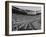 The Convocation of Students Being Held in the Football Stadium at Ohio State University-null-Framed Photographic Print