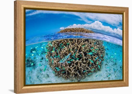 The Coral Ball-Barathieu Gabriel-Framed Premier Image Canvas