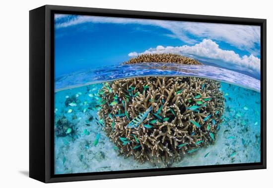 The Coral Ball-Barathieu Gabriel-Framed Premier Image Canvas