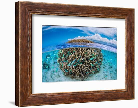 The Coral Ball-Barathieu Gabriel-Framed Photographic Print